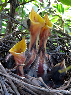 Baby Mockingbirds at 3 weeks